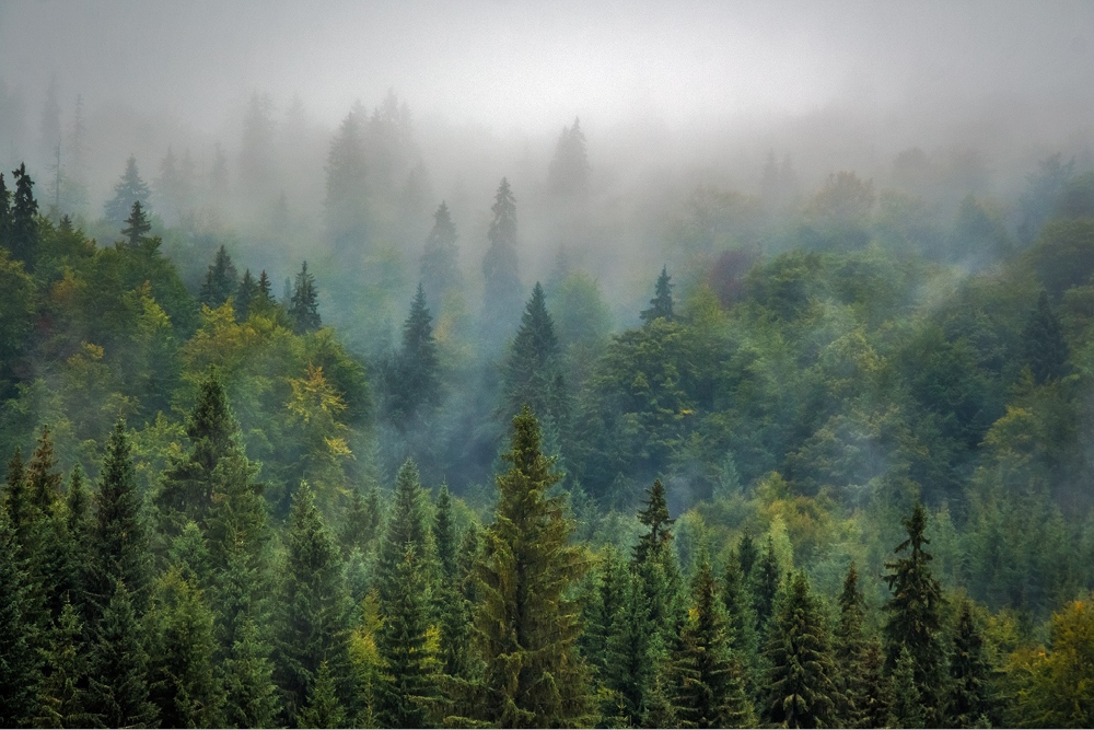 Forestry | New Zealand